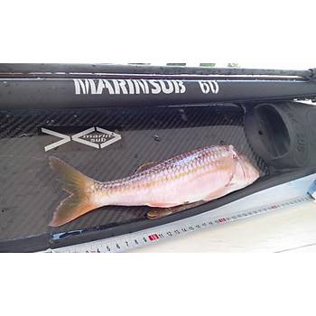 MARINSUB STANDART 60 CM. ZIPKIN