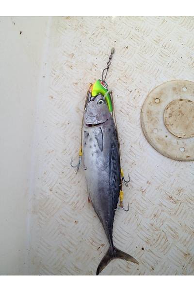 Bonito Jig Head 500gr