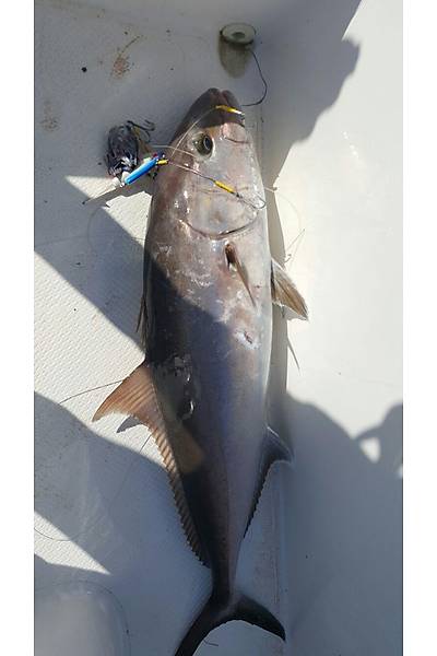 Bonito Jig Head 500gr