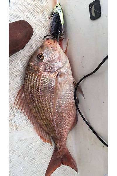Bonito Jig Head 500gr
