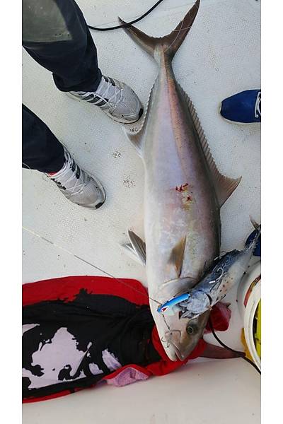 Bonito Jig Head 500gr