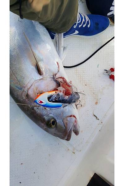 Bonito Jig Head 500gr