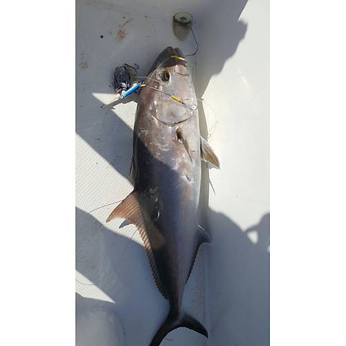 Bonito Jig Head 500gr