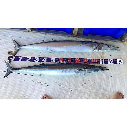 Pro hunter EZ Fish Ruler Balk Metresi 150 cm