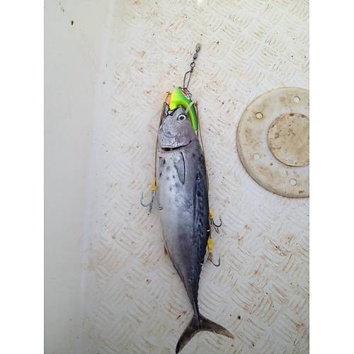 Bonito Jig Head 750gr