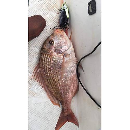 Bonito Jig Head 750gr