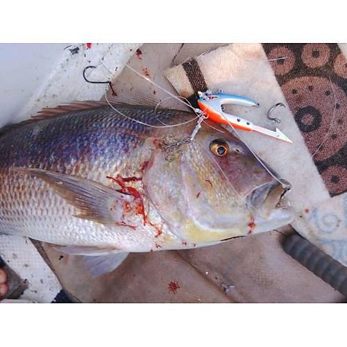 Bonito Jig Head 500gr