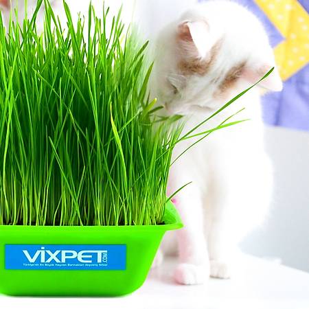 Vixpet Kedi Çimi Doğal ve Yumuşak