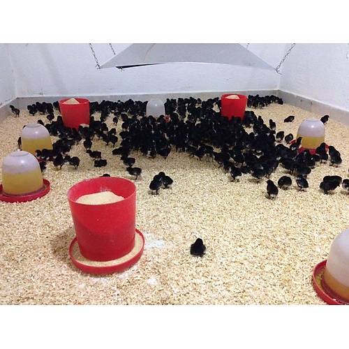 5 KG KOVALI C�VC�V YEML���