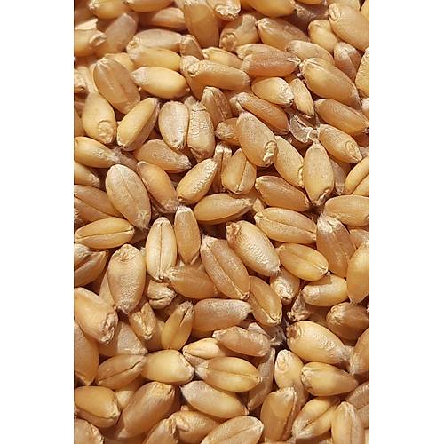 Vixpet WOW Yemlik Bu�day 5 kg | Temiz Bu�day | Kanatl� Hayvan Bu�day Yemi | G�vercin Yemi | Kumru Ku�u Yemi | Tavuk Yemi