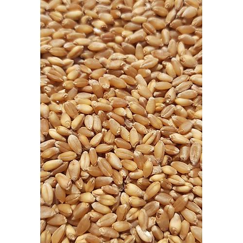 Vixpet WOW Yemlik Bu�day 5 kg | Temiz Bu�day | Kanatl� Hayvan Bu�day Yemi | G�vercin Yemi | Kumru Ku�u Yemi | Tavuk Yemi