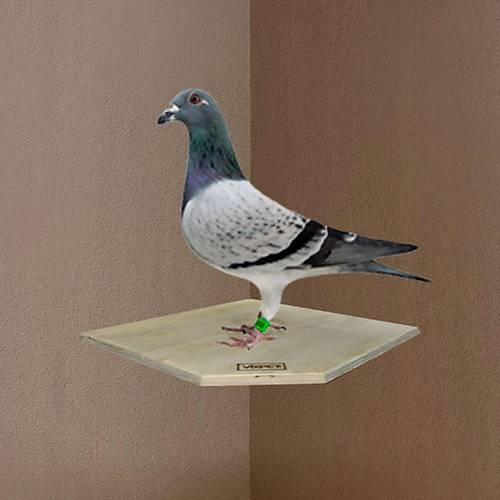 AH�AP K��E G�VERC�N T�NE�� 20X20