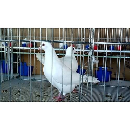 G�steri Kafesi 3 B�lmeli 