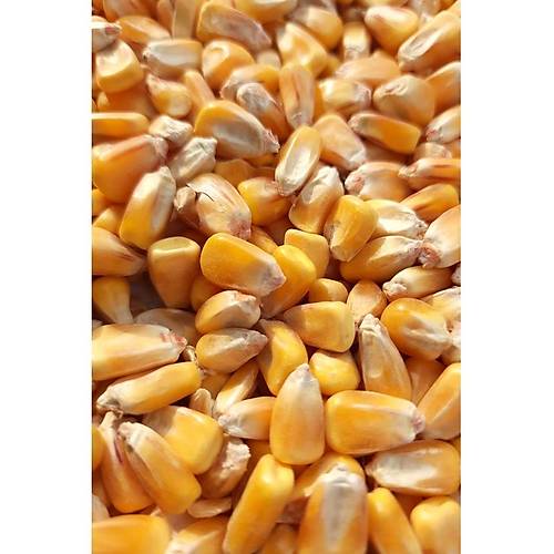 Wow Kurutulmu� Iri Dane Yemlik M�s�r 5 kg - T�m Kemirgenler ve Kanatl� Hayvanlar I�in - M�s�r Yemi