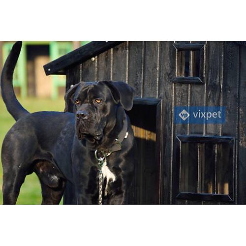 Shou Sugi Pencereli K�pek Kul�besi 100x100x110