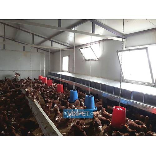 TAVUK FOLLUKLARI /  L