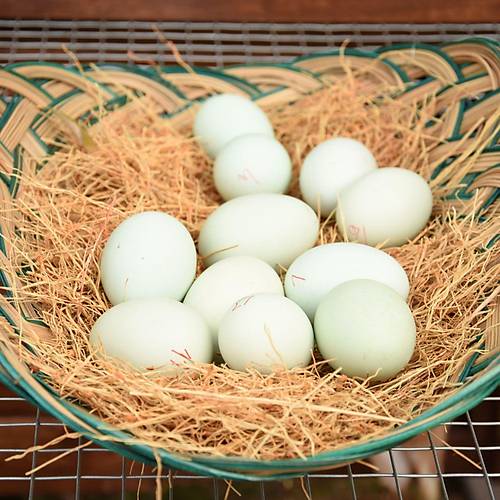 TAVUK FOLLUK OTU 1 KG