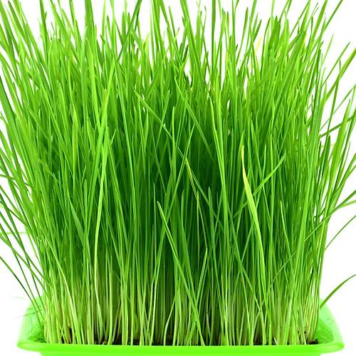 Vixpet Kedi �imi Do�al ve Yumu�ak