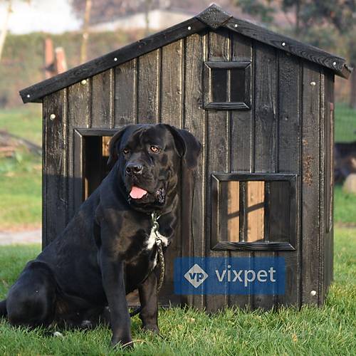 Shou Sugi Pencereli K�pek Kul�besi 100x100x110