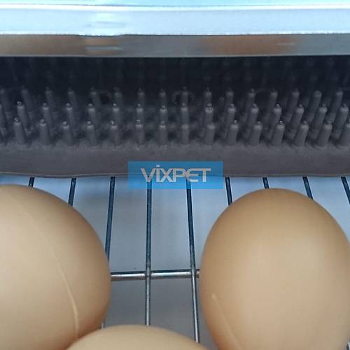 TAVUK FOLLUK ALTLI�I 