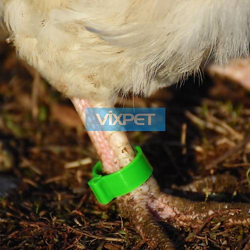 Hindi Kaz ve Brahma Tavuu Ayak Klipsi Rakaml 100'l Paket 25 mm (Rakamlar 001 - 100 Aras)