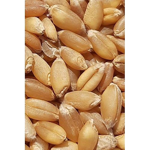 Vixpet WOW Yemlik Bu�day 5 kg | Temiz Bu�day | Kanatl� Hayvan Bu�day Yemi | G�vercin Yemi | Kumru Ku�u Yemi | Tavuk Yemi