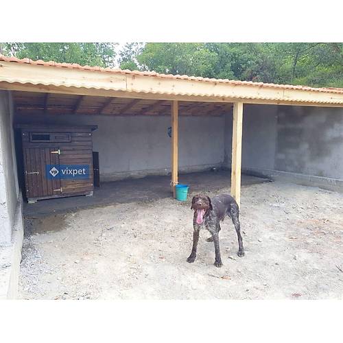 Oskar B�y�k K�pek Kul�besi �ift Kap�l� XXL 120x120x130