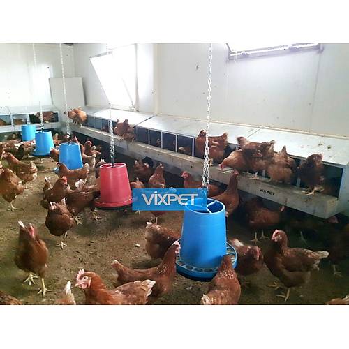 TAVUK FOLLUKLARI /  L