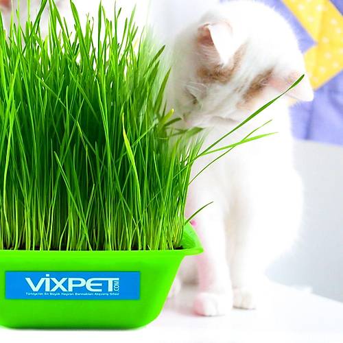 Vixpet Kedi �imi Do�al ve Yumu�ak