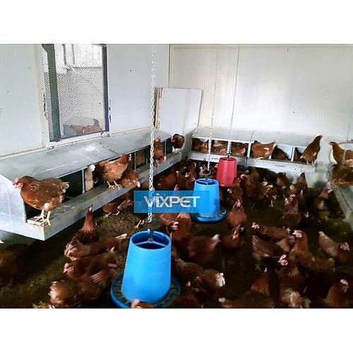 TAVUK FOLLUKLARI /  KL