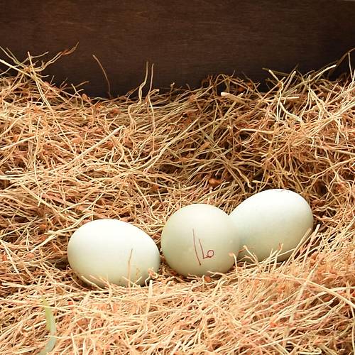 TAVUK FOLLUK OTU 1 KG