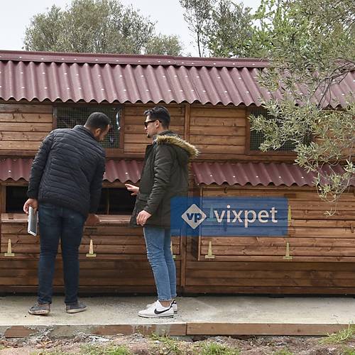 Montana XXL Tavuk Kmesi 200 Tavuk Barnabilir