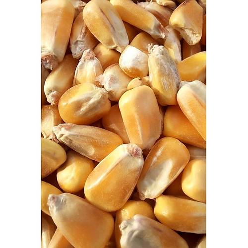 Wow Kurutulmu� Iri Dane Yemlik M�s�r 5 kg - T�m Kemirgenler ve Kanatl� Hayvanlar I�in - M�s�r Yemi