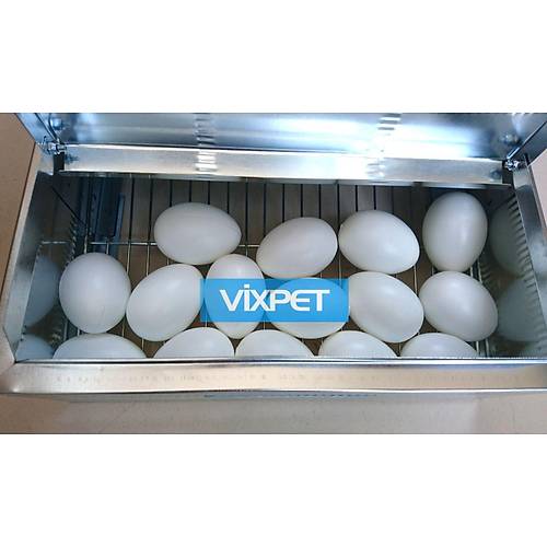 TAVUK FOLLUKLARI /  TEKL�