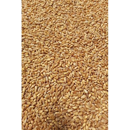 Vixpet WOW Yemlik Bu�day 5 kg | Temiz Bu�day | Kanatl� Hayvan Bu�day Yemi | G�vercin Yemi | Kumru Ku�u Yemi | Tavuk Yemi