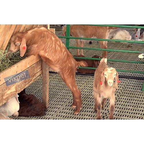 Buza�� ve Ke�i Taban Izgaras�  30 x 40