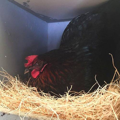 TAVUK FOLLUK OTU 1 KG