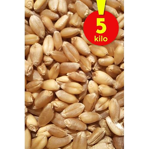 Vixpet WOW Yemlik Bu�day 5 kg | Temiz Bu�day | Kanatl� Hayvan Bu�day Yemi | G�vercin Yemi | Kumru Ku�u Yemi | Tavuk Yemi
