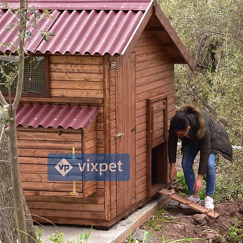 Montana XXL Tavuk Kmesi 200 Tavuk Barnabilir