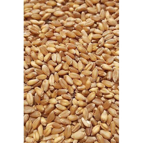 Vixpet WOW Yemlik Bu�day 5 kg | Temiz Bu�day | Kanatl� Hayvan Bu�day Yemi | G�vercin Yemi | Kumru Ku�u Yemi | Tavuk Yemi