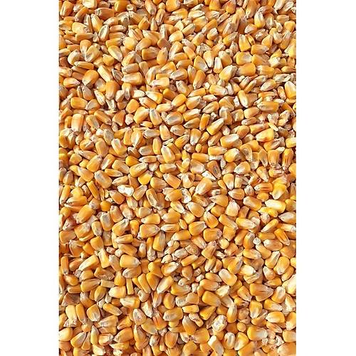 Wow Kurutulmu� Iri Dane Yemlik M�s�r 5 kg - T�m Kemirgenler ve Kanatl� Hayvanlar I�in - M�s�r Yemi