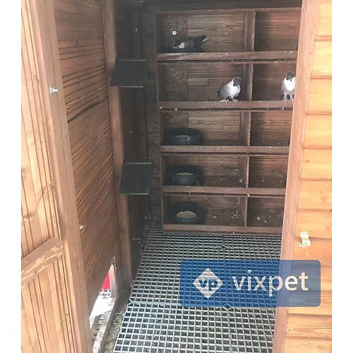 Merlin Gvercin Kmesi 10 ift Kapasiteli