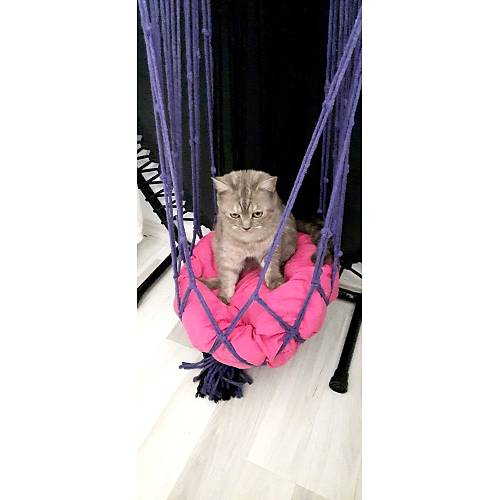 Kedi K�pek Hama�� Siyah - Mor