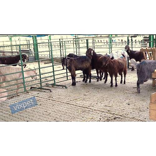 Buza�� ve Ke�i Taban Izgaras�  30 x 40