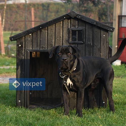 Shou Sugi Pencereli K�pek Kul�besi 100x100x110