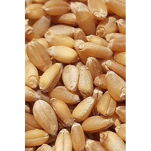 Vixpet WOW Yemlik Bu�day 5 kg | Temiz Bu�day | Kanatl� Hayvan Bu�day Yemi | G�vercin Yemi | Kumru Ku�u Yemi | Tavuk Yemi