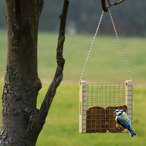 DO�A KU�LARI ���N EKMEKL�K