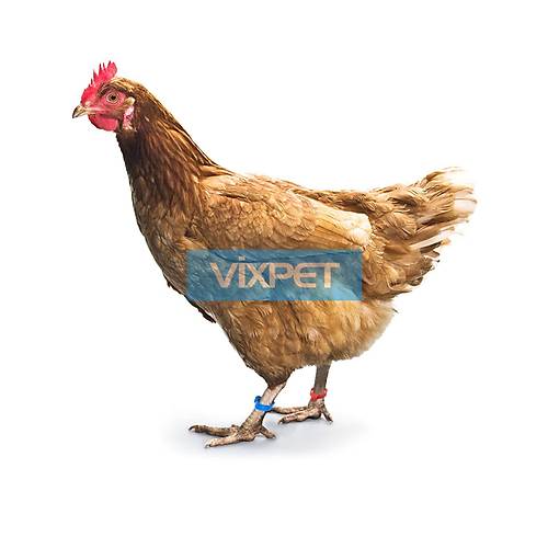 Hindi Kaz ve Brahma Tavuu Ayak Klipsi Rakaml 100'l Paket 25 mm (Rakamlar 001 - 100 Aras)