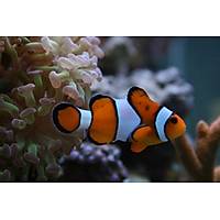 True Percula Clownfish (Amphiprion Percula)