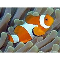 Ocellaris Clownfish (Amphiprion Ocellaris)